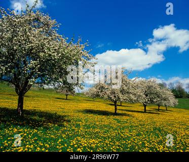 Meli fioriti e prato di tarassaco (Taraxacum officinale), frutteto prato, frutteto prato, fior di vacca comune, tarassaco Foto Stock
