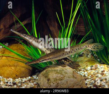 Luccio osseo maculato (Lepisosteus oculatus) Foto Stock