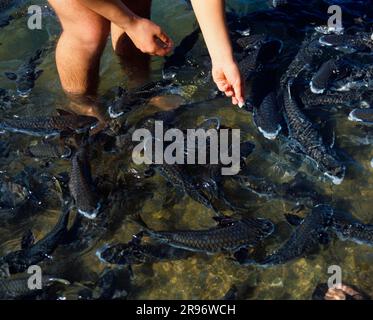 Le triglie diamantate sono alimentate (Liza vaigiensis), Mullet, Australia Foto Stock