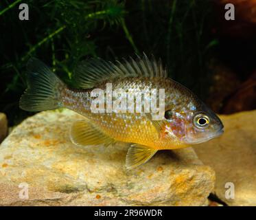 Pesce solare comune (Lepomis gibbosus), semi di zucca, laterale Foto Stock