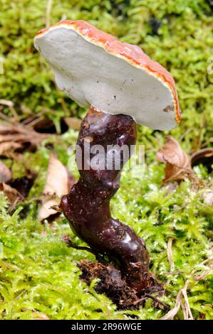 Funghi Lingzhi (Ganoderma lucidum), funghi medicinali Foto Stock