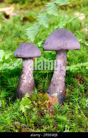 Cappuccio viola (Cortinarius violaceus), harelip viola, piede spesso viola scuro Foto Stock