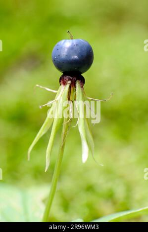 Vero nodo da amante (Paris quadrifolia) Foto Stock