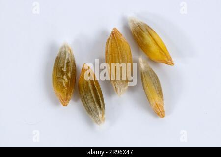 Frumento selvatico (Triticum boeoticum) Foto Stock