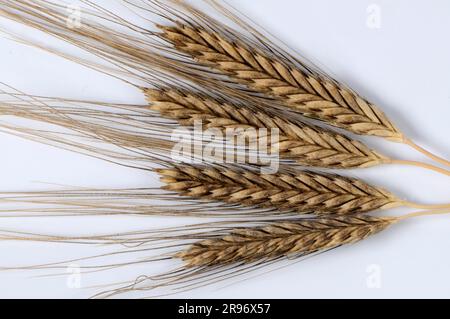 Frumento selvatico (Triticum boeoticum) Foto Stock