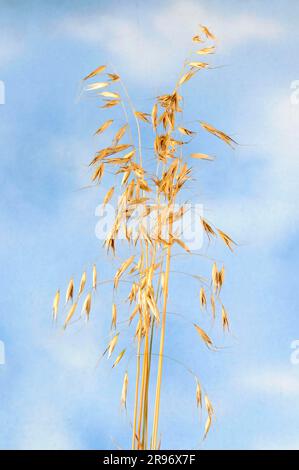 Avena a setole (avena nuda strigosa) Foto Stock