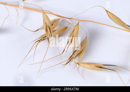 Avena a setole (avena nuda strigosa) Foto Stock