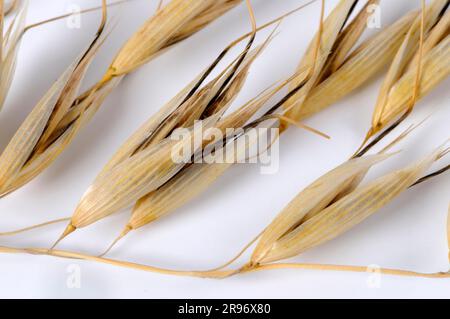 Avena a setole (avena nuda strigosa) Foto Stock