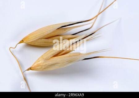 Avena a setole (avena nuda strigosa) Foto Stock