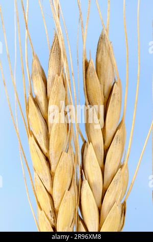 Grano iraniano (Triticum ispahanicum) Foto Stock