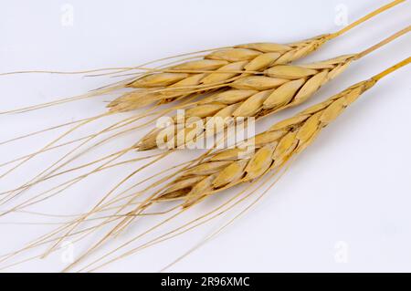 Grano iraniano (Triticum ispahanicum) Foto Stock