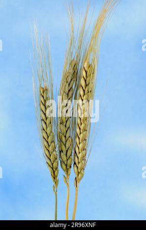 Emmer Wheat 'Bald emmer' (Triticum dicoccon dicoccon) Foto Stock