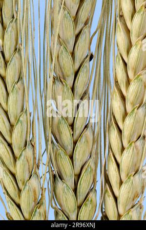 Emmer Wheat 'Bald emmer' (Triticum dicoccon dicoccon) Foto Stock