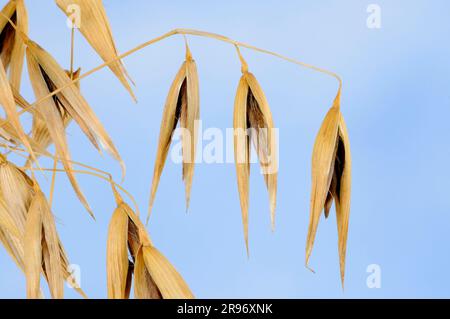 Avena sterile (avena sterilis), avena viva, avena rossa selvatica, avena invernale selvatica Foto Stock