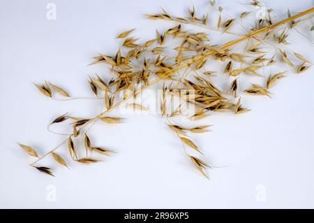 Avena sterile (avena sterilis), avena viva, avena rossa selvatica, avena invernale selvatica Foto Stock