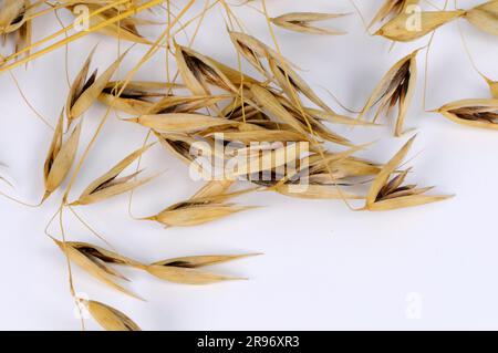 Avena sterile (avena sterilis), avena viva, avena rossa selvatica, avena invernale selvatica Foto Stock