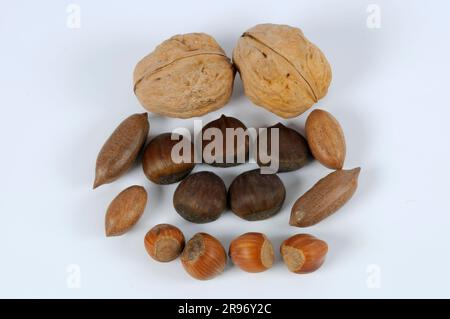 Nocciole, noci pecan, castagne e noci (Corylus avellana) (Juglans regia) (Carya illinoiensis), noci pecan, castagne, castagne dolci Foto Stock