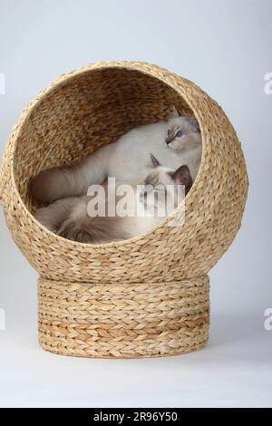 Gatti Birman, Blue-point e Blue-tabby-point, 5 mesi, Holy Birman, Cat basket Foto Stock