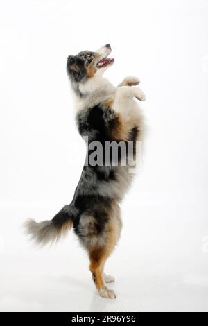 Australian Shepherd, 6 anni, Blue-merle, Side Foto Stock