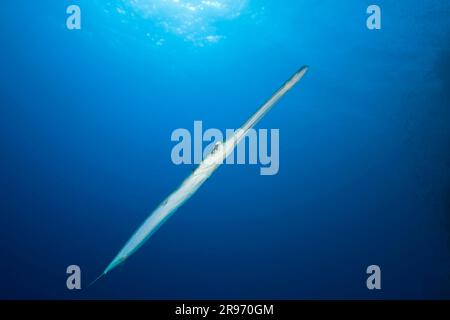 Flutefish, Red Bluespotted Cornetfish (Fistularia commersonii), esente, Egitto Foto Stock