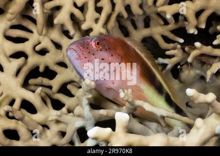 Falco di Forster (Paracirrhites forsteri) in Fire Coral, Mar Rosso, Egitto Foto Stock