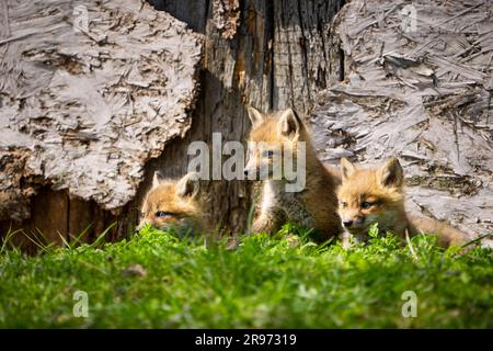 Cuccioli di volpe rosse che riposano nella loro tana in una casa abbandonata in primavera. Foto Stock