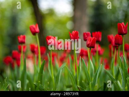 Un paesaggio pittoresco caratterizzato da una vasta distesa di tulipani rossi luminosi in fiore Foto Stock