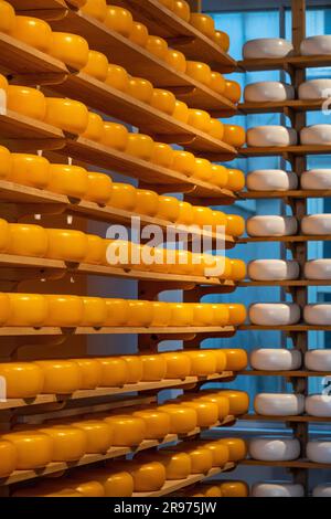 Piccolo museo del formaggio Henri Willig ad Amsterdam con forme di formaggio impilate Foto Stock