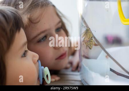 Bambini caucasici che guardano le farfalle neonate a coda di rondine (papilio machaon) in un terrario prima di liberarla. L'idea di attività della natura e della scienza Foto Stock