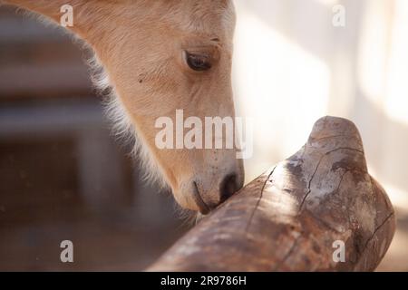 Caccia di cetacei ed esplora i dintorni. Courious Horse - nuova esperienza di apprendimento per bambini Foto Stock