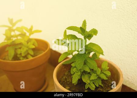 Erbe fresche di menta in pentola sul balcone. Foto di alta qualità Foto Stock