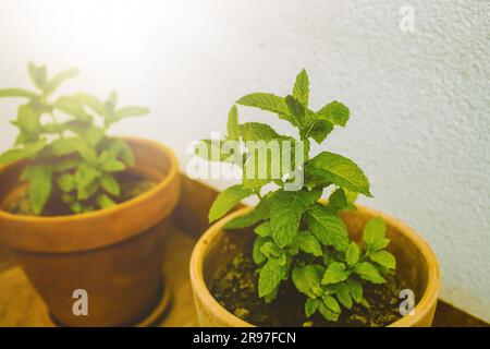 Erbe fresche di menta in pentola sul balcone. Foto di alta qualità Foto Stock