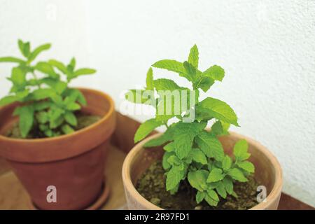 Erbe fresche di menta in pentola sul balcone. Foto di alta qualità Foto Stock