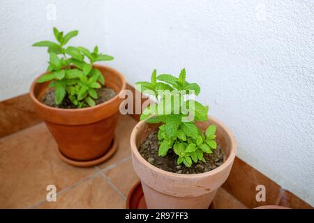 Erbe fresche di menta in pentola sul balcone. Foto di alta qualità Foto Stock