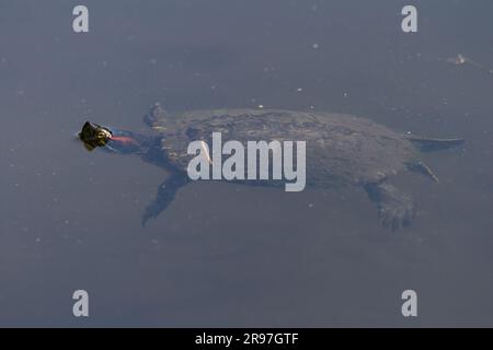 Una tartaruga dalle orecchie rosse (Trachemys scripta elegans) che nuota in un parco di Kanagawa, Giappone. Foto Stock