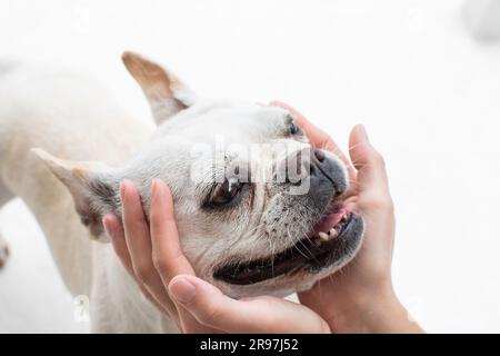 Mani umane che tengono la faccia adorabile di un cane. La faccia di un cane buffo. Amicizia tra cane e umano. Foto Stock
