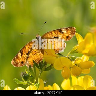 Closeup femmina con retroilluminazione Pearl Crescent Butterfly sui fiori selvatici gialli del piede di uccello Foto Stock