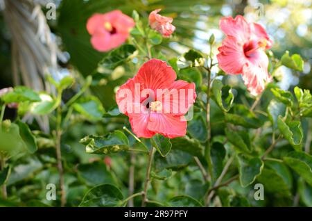 Fiore di ibisco rosso nei giardini botanici di Auckland. Foto Stock