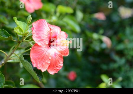 Fiore di ibisco rosso nei giardini botanici di Auckland. Foto Stock