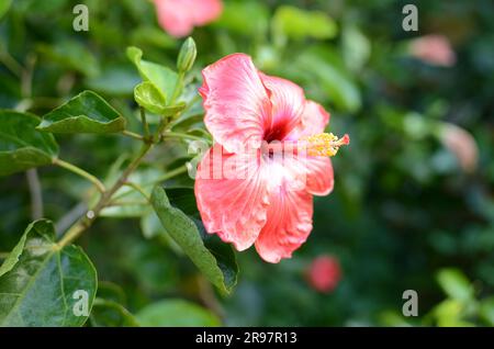 Fiore di ibisco rosso nei giardini botanici di Auckland. Foto Stock