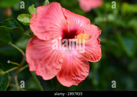 Fiore di ibisco rosso nei giardini botanici di Auckland. Foto Stock