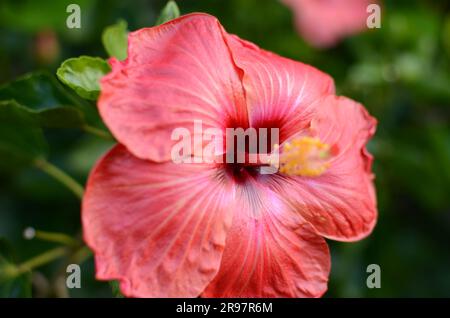 Fiore di ibisco rosso nei giardini botanici di Auckland. Foto Stock