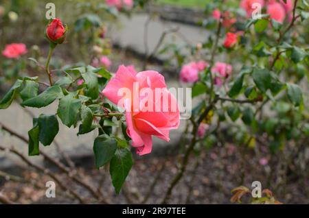 Fiore rosa rosa nei giardini botanici di Auckland. Foto Stock