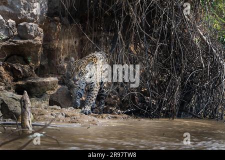 Giaguaro che cammina dietro un mucchio di vigne nella giungla lungo una riva del fiume nel Pantanal Foto Stock