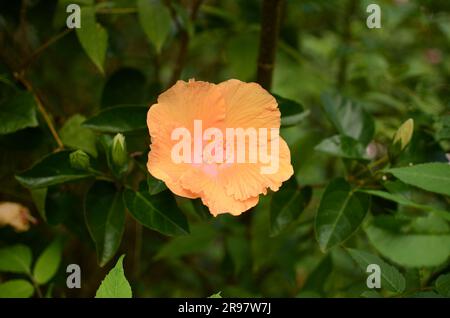 Fiori di ibisco arancione nel giardino botanico. Foto Stock