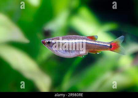 Montagna di nuvole bianche minnow [ Tanichthys albonubes ] in un acquario di casa piantato Foto Stock