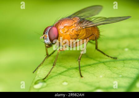 Ravvicinati una mosca su foglie verdi e sfondo sfocato dalla natura, volpe domestiche comuni, insetti colorati, messa a fuoco selettiva. Foto Stock