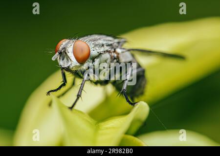 Ravvicinati una mosca su foglie verdi e sfondo sfocato dalla natura, volpe domestiche comuni, insetti colorati, messa a fuoco selettiva. Foto Stock