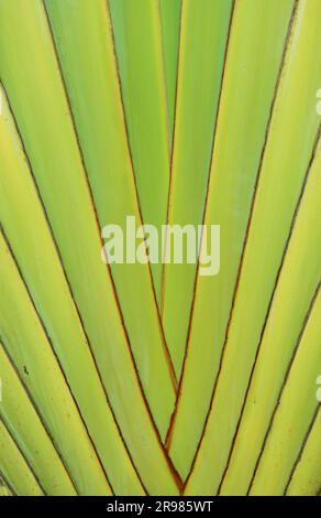 Texture artistica degli steli a foglia di palma del viaggiatore a forma di ventaglio Foto Stock