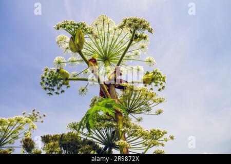 Fiore di alghe lungo la strada durante la fase di fioritura Foto Stock